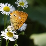 Lycaena virgaureae - Ohniváčik zlatobyľový IMG_3114