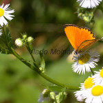 Lycaena virgaureae - Ohniváčik zlatobyľový IMG_3308