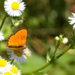 Lycaena virgaureae - Ohniváčik zlatobyľový IMG_3309