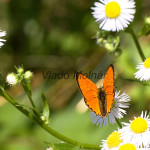 Lycaena virgaureae - Ohniváčik zlatobyľový IMG_3310