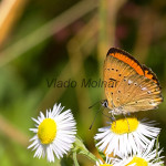 Lycaena virgaureae - Ohniváčik zlatobyľový IMG_3318