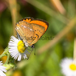 Lycaena virgaureae - Ohniváčik zlatobyľový IMG_3323