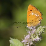 Lycaena virgaureae - Ohniváčik zlatobyľový IMG_6107