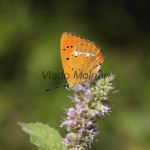 Lycaena virgaureae - Ohniváčik zlatobyľový IMG_6108