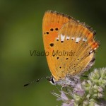 Lycaena virgaureae - Ohniváčik zlatobyľový IMG_6109