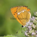 Lycaena virgaureae - Ohniváčik zlatobyľový IMG_6116