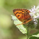 Lycaena virgaureae - Ohniváčik zlatobyľový IMG_6123