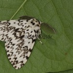 Lymantria monacha - Mníška obyčajná 20-23-41