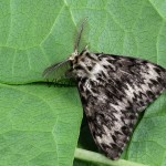 Lymantria monacha - Mníška obyčajná 220649