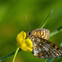 Melitaea athalia - Hnedáčik skorocelový IMG_2274