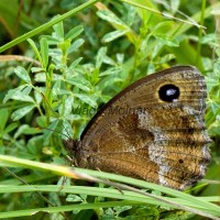 Minois dryas - Očkáň ovsíkový IMG_0455