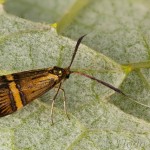 Nemophora degeerella - Adéla de Geerova 17-50-15