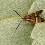 Nemophora degeerella - Adéla de Geerova 17-52-26