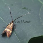 Nemophora degeerella - Adéla de Geerova 182054