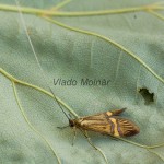 Nemophora degeerella - Adéla de Geerova 183325