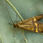 Nemophora degeerella - Adéla de Geerova 183509