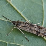 Nomophila noctuella - Vijačka sťahovavá 163110