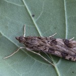 Nomophila noctuella - Vijačka sťahovavá 171109