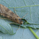 Nomophila noctuella - Vijačka sťahovavá 180022