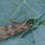 Nomophila noctuella - Vijačka sťahovavá 180546