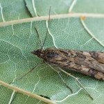 Nomophila noctuella - Vijačka sťahovavá 190414