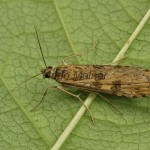 Nomophila noctuella - Vijačka sťahovavá 21-45-36
