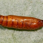 Nomophila noctuella - Vijačka sťahovavá 22-23-03.jpg