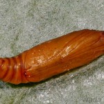 Nomophila noctuella - Vijačka sťahovavá 22-24-12.jpg