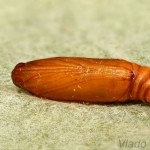 Nomophila noctuella - Vijačka sťahovavá 22-25-06.jpg

