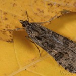 Nomophila noctuella - Vijačka sťahovavá 23-44-04.jpg