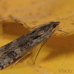 Nomophila noctuella - Vijačka sťahovavá 23-45-41.jpg