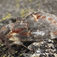 Notodonta dromedarius - Chochlatka jeľšová 170443