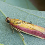 Oncocera semirubella - Vijačka lucernová 134529