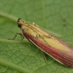 Oncocera semirubella - Vijačka lucernová 16-34-34