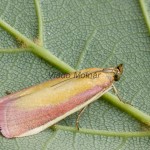 Oncocera semirubella - Vijačka lucernová 211144