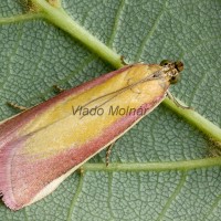 Oncocera semirubella - Vijačka lucernová 211432