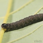  Oncocera semirubella - Vijačka lucernová 22-48-49.jpg