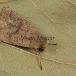 Orthosia cerasi - Mora lipová 173017