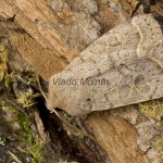 Orthosia cerasi - Mora lipová 183540