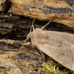 Orthosia cerasi - Mora lipová 19492