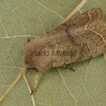 Orthosia cerasi - Mora lipová 195609