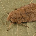 Orthosia cerasi - Mora lipová 195713