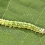 Orthosia cerasi - Mora lipová 20-45-01