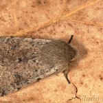 Orthosia cerasi - Mora lipová 20-47-11