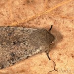 Orthosia cerasi - Mora lipová 20-47-11