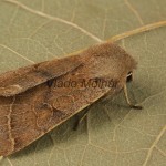 Orthosia cerasi - Mora lipová 204639