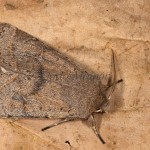 Orthosia cerasi - Mora lipová 21-02-19