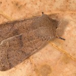 Orthosia cerasi - Mora lipová 21-29-46