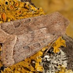 Orthosia cerasi - Mora lipová 21-35-00