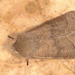 Orthosia cerasi - Mora lipová 22-16-13